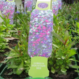 Lobelia Fountain Mix From Gardens R Us