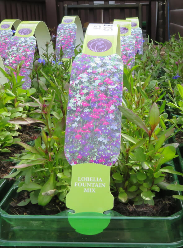 Lobelia Fountain Mix From Gardens R Us