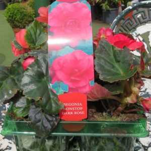 Begonia Nonstop Dark Rose From Gardens R Us.