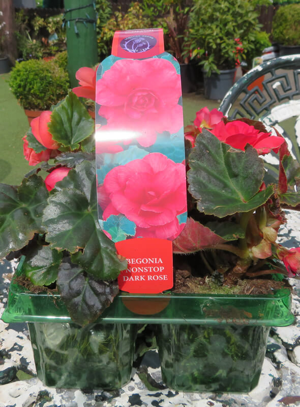 Begonia Nonstop Dark Rose From Gardens R Us.