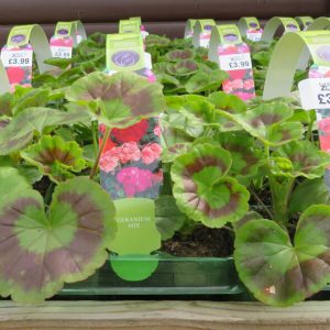 Geranium Mix From Gardens R Us.