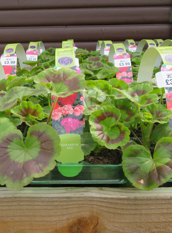 Geranium Mix From Gardens R Us.