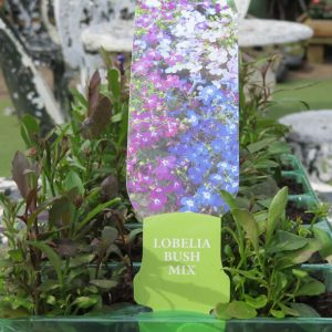 Lobelia Bush Mix From Gardens R Us.