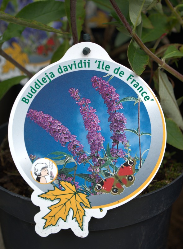 Buddleia Davidii Ile de France shrub from gardens r us display label