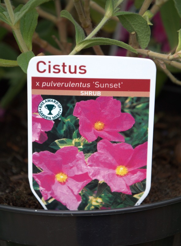 Cistus Pulverulentus Sunset Shrub from Gardens r Us. Display Label.