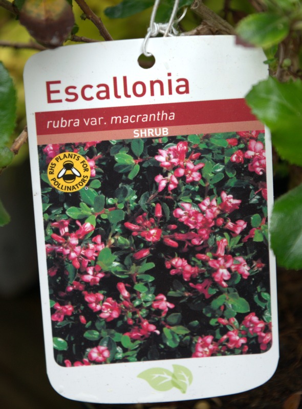 Escallonia Macrantha Shrub from Gardens r Us. Display Label.